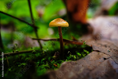 Small Orange Mushroom Growing Out of Mossy Ground Between Leaves © Cavan