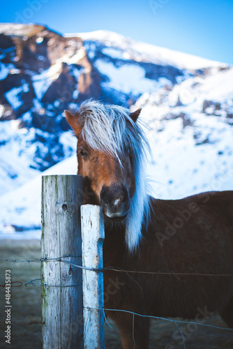 Icelandic Horse in Winter by post with snowy mountains photo