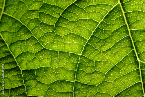 Veiny Green Yellow Leaf Texture Macro