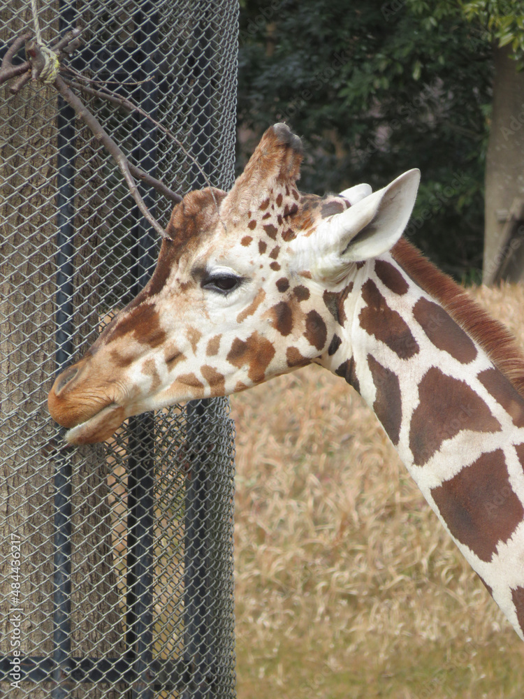 Obraz premium giraffe eating grass