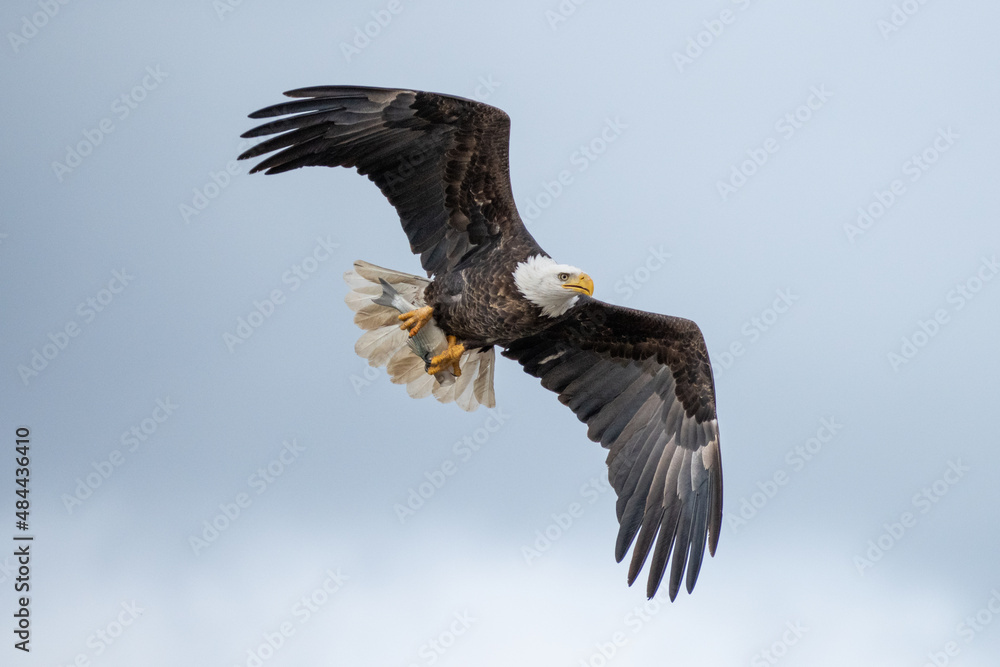 Bald Eagle flying in the sky carrying White Bass fish Bald Eagle flying in the sky carrying White Bass fish