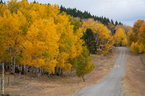 Dirt road leading into forest with colorful Fall foliage