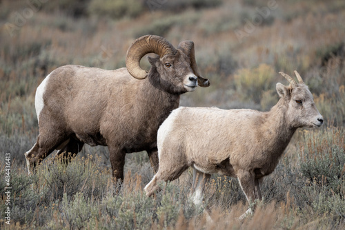 Big Horn Sheep Ram and Ewe