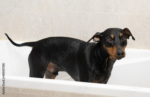Fotografie German pinscher taking after shower