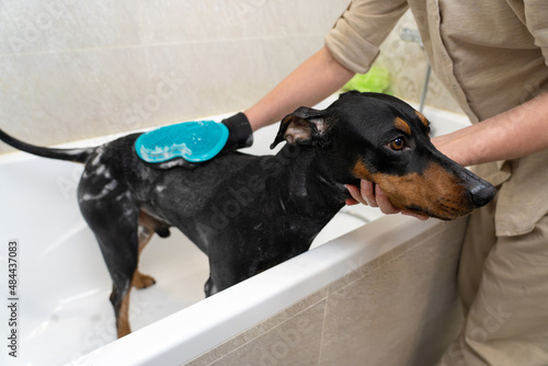 process of washing a black and tan German pinscher in a bathtub with a shower, shampoo and a scrub glove © sommersby
