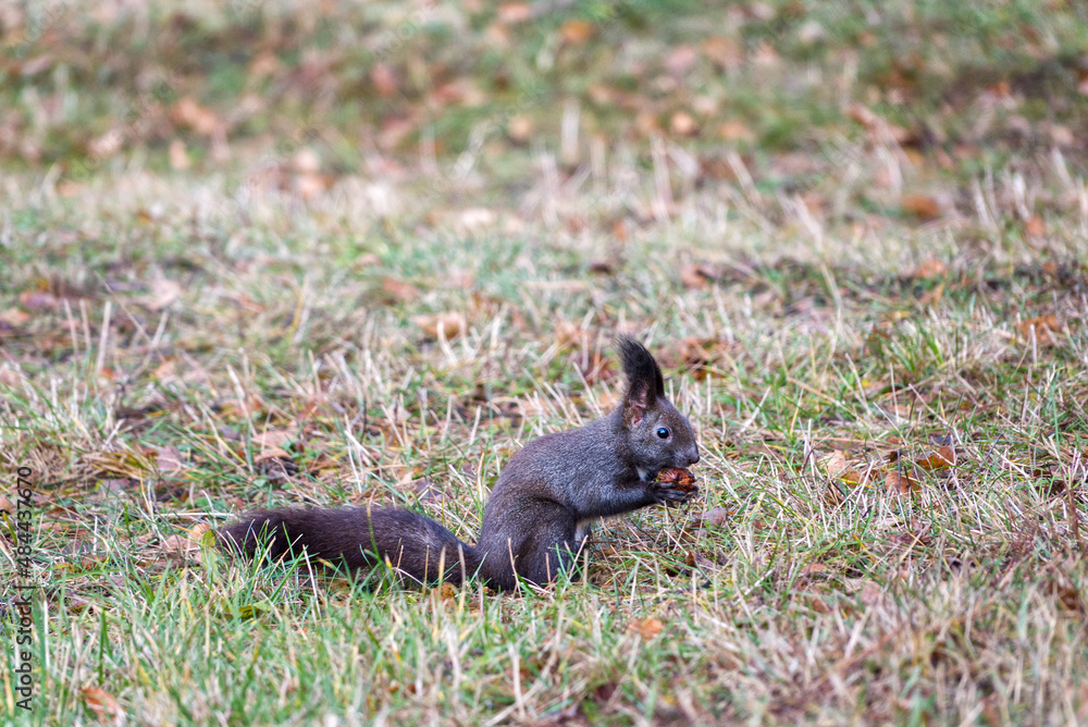 A cute black variant of a red squirrel in the grass that holds a nut in its paws and eats it. High quality photo A cute black variant of a red squirrel in the grass that holds a nut in its paws and eats it. High quality photo