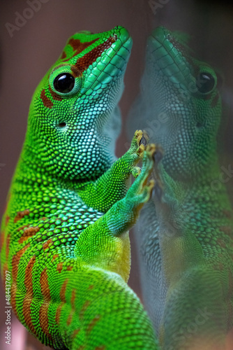 Day Gecko on glass with reflection