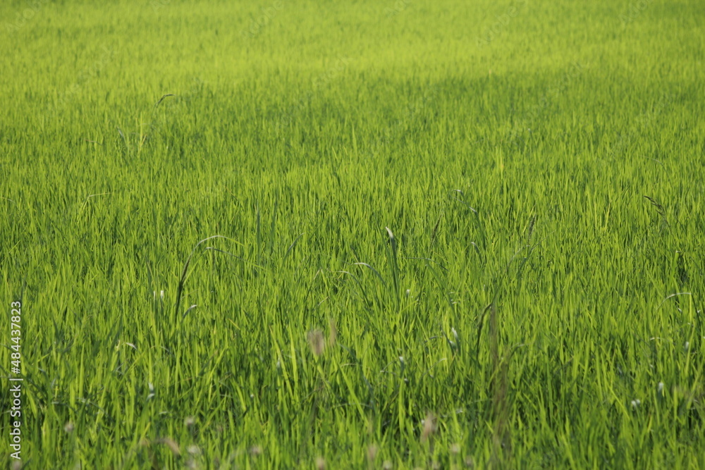 Green rice fields in Thailand Green rice fields in Thailand