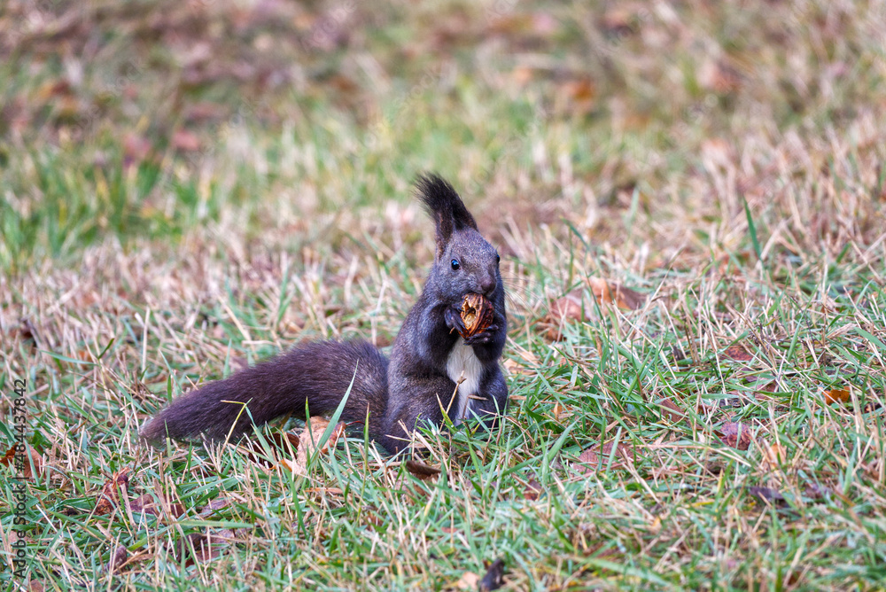 A cute black variant of a red squirrel in the grass holding a nut in its mouth. High quality photo A cute black variant of a red squirrel in the grass holding a nut in its mouth. High quality photo