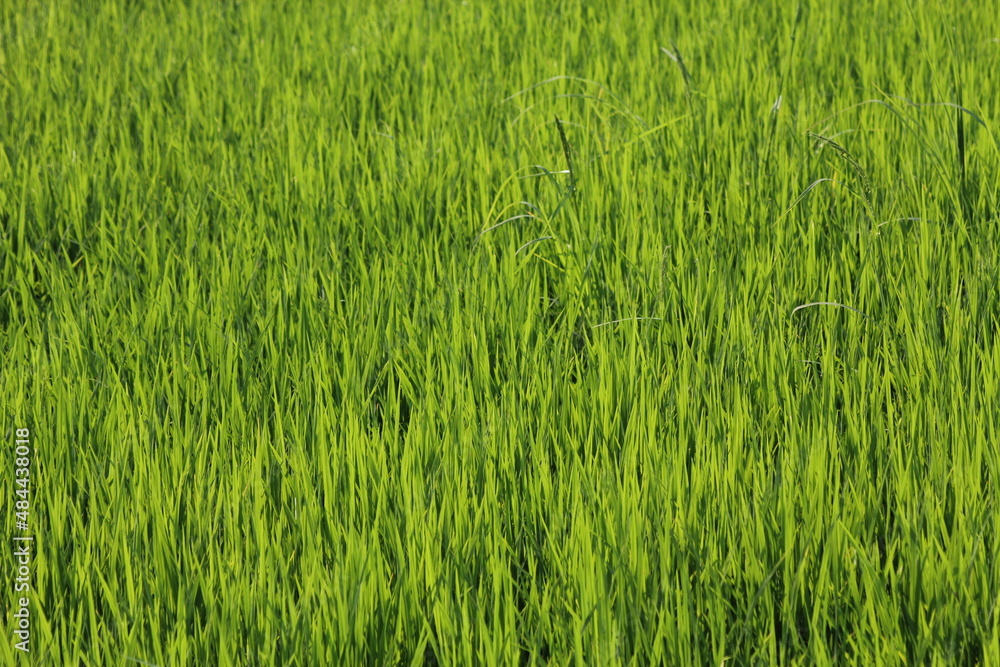 Green rice fields in Thailand