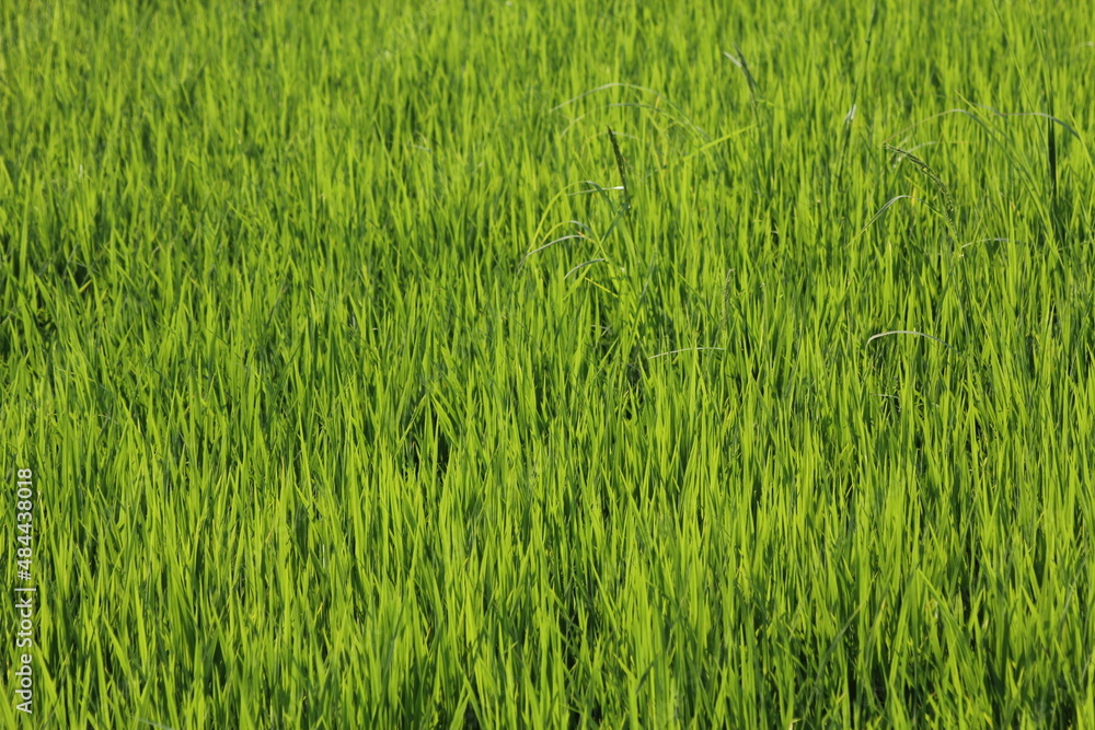Green rice fields in Thailand Green rice fields in Thailand
