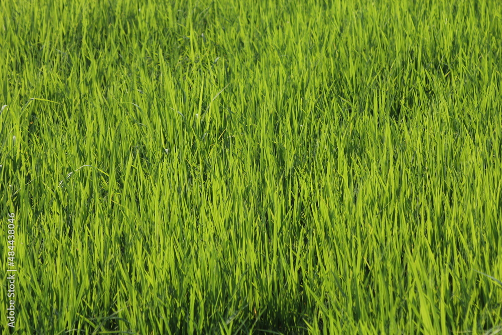 Obraz premium Green rice fields in Thailand