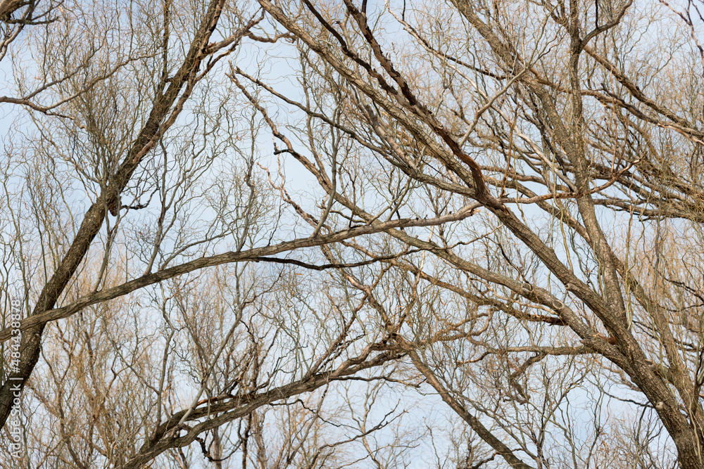 willow branches against sky willow branches against sky