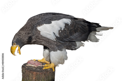 A bird of prey is a Steller's sea eagle in the family Accipitridae, standing sideways on the edge of a stump, tilting its head and pecking at a fish lying nearby. Isolated on a white background.