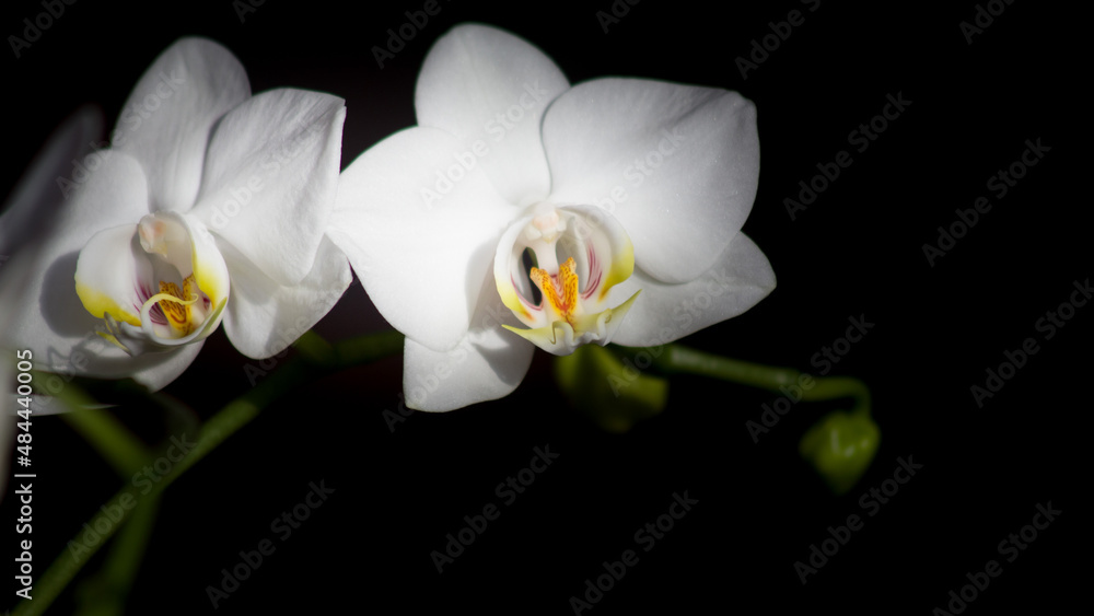 Weiße Orchidee Weiße Orchidee