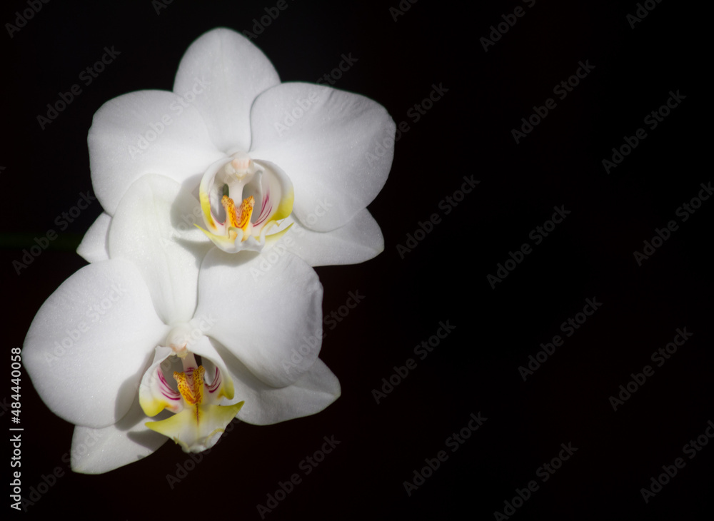 Fototapeta premium weiße Orchidee
