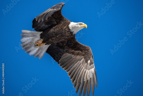 Bald Eagle in flight