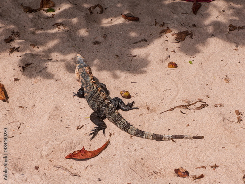 Leguan, Iguanidae am Strand von Manuel Antonio in Costa Rica photo