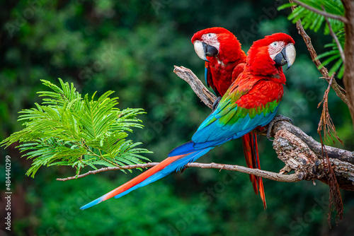 Fotografia, Obraz two scarlet macaws on a branch