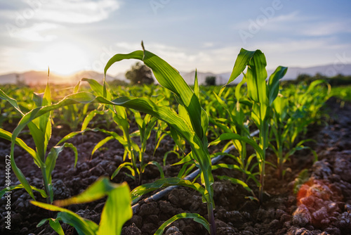 young green maize corn in the agricultural cornfield in the evening and light shines sunset, animal feed agricultural industry