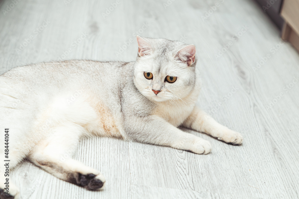 British shorthair silver cat lies on the floor.