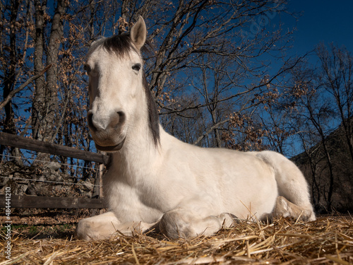 Low angle view of White andalusian horse, resting in the winter sun, oak trees in the background.