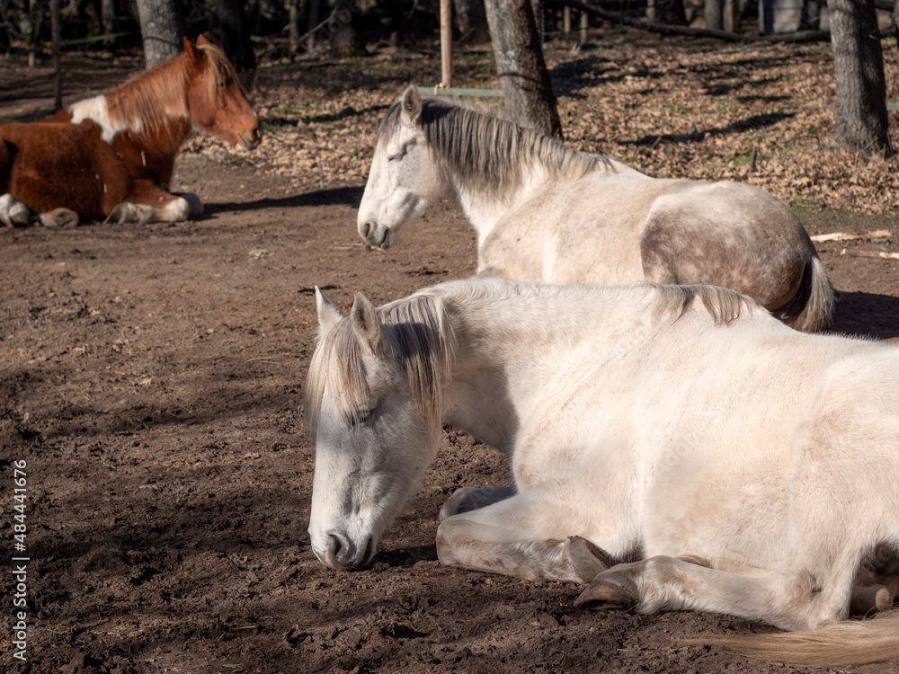 Fototapeta premium White andalusian mare, portuguese horse breed and piebald mare, sleeping in the winter sun.