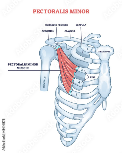 Pectoralis minor shoulder muscle anatomy with bone structure outline diagram. Labeled educational human chest, thorax, brisket, breast and bust as didactic board of muscular system vector illustration photo