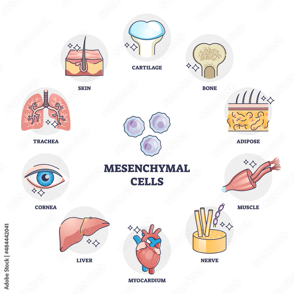 Mesenchymal stem cells multiple differentiation potential outline diagram. Labeled educational anatomical multipotent signaling examples with stromal cells variety in human body vector illustration.