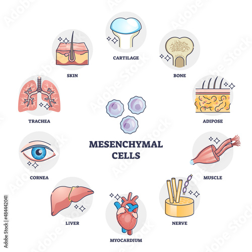 Mesenchymal stem cells multiple differentiation potential outline diagram. Labeled educational anatomical multipotent signaling examples with stromal cells variety in human body vector illustration. photo