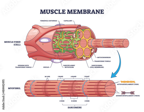 Muscle membrane or sarcolemma anatomical structure outline diagram. Labeled educational microscopic closeup with myofibril and fiber detailed description vector illustration. Band and zones scheme. photo
