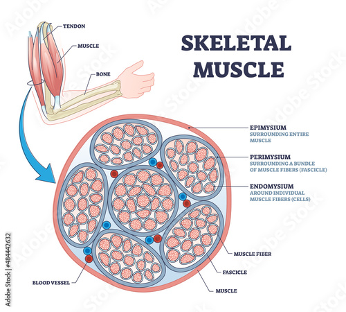 Skeletal muscle description with cross section structure outline diagram. Labeled educational epimysium, perimysium and endomysium location with anatomical muscular explanation vector illustration.