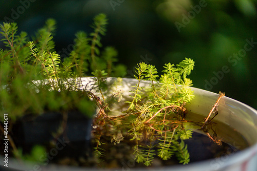 close up of a plant in a garden