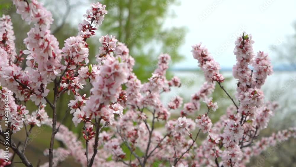 Cherry blossoms. Cherry bushes in spring in a park in the Far East of Russia. Cherry blossoms. Cherry bushes in spring in a park in the Far East of Russia.