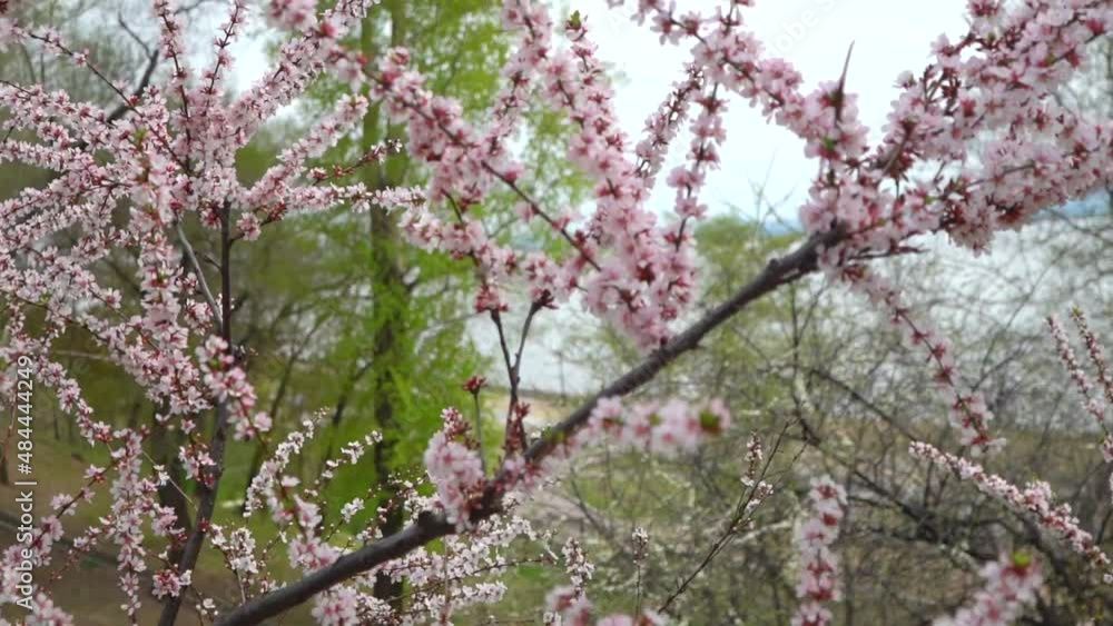 Cherry blossoms. Cherry bushes in spring in a park in the Far East of Russia. Cherry blossoms. Cherry bushes in spring in a park in the Far East of Russia.