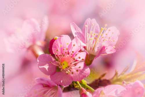 Prunus cerasoides are beautiful pink in nature