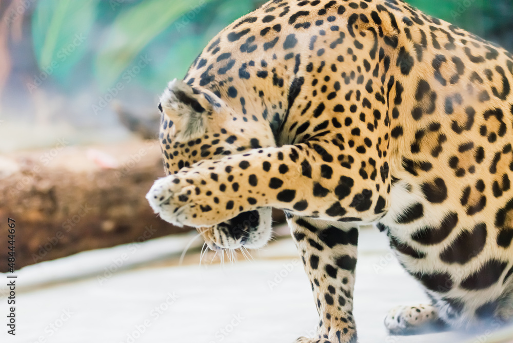 Obraz premium Leopard pantera padus kotiya in the rock