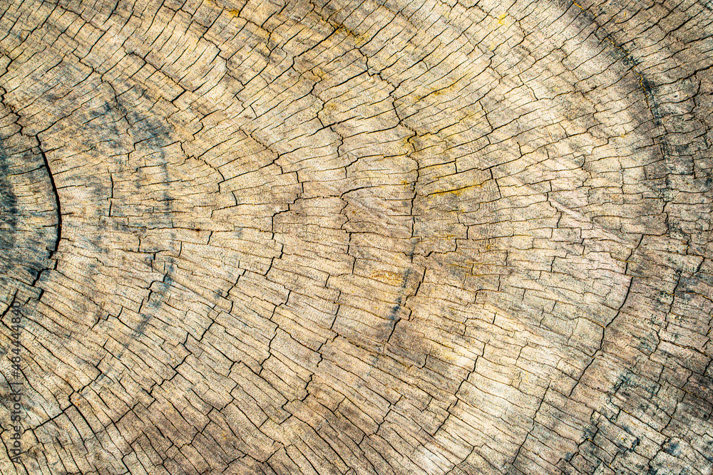 Fototapeta premium old wood texture, details of old wood, old wood background. 