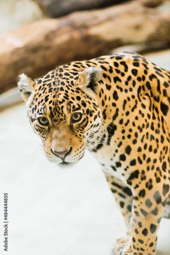 Fototapeta premium Leopard pantera padus kotiya in the rock