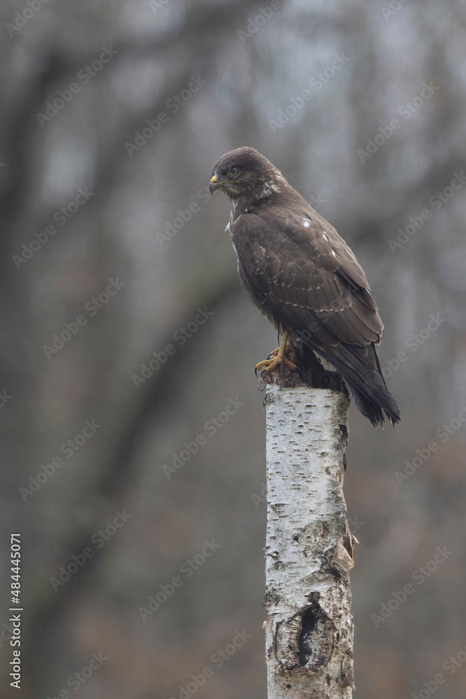 Common Buzzard Buteo buteo in close view Common Buzzard Buteo buteo in close view