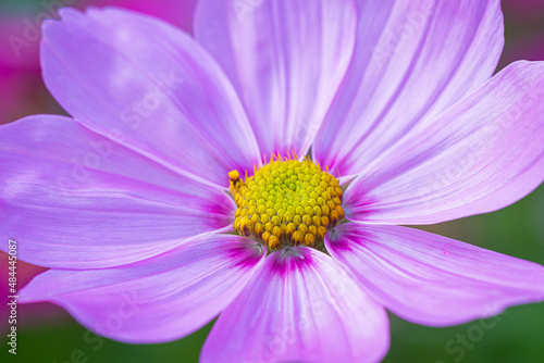 Pink macro flowers and stamens Petunia flower  macro stamens and pollen 