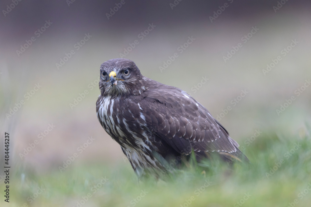 Obraz premium Common Buzzard Buteo buteo in close view