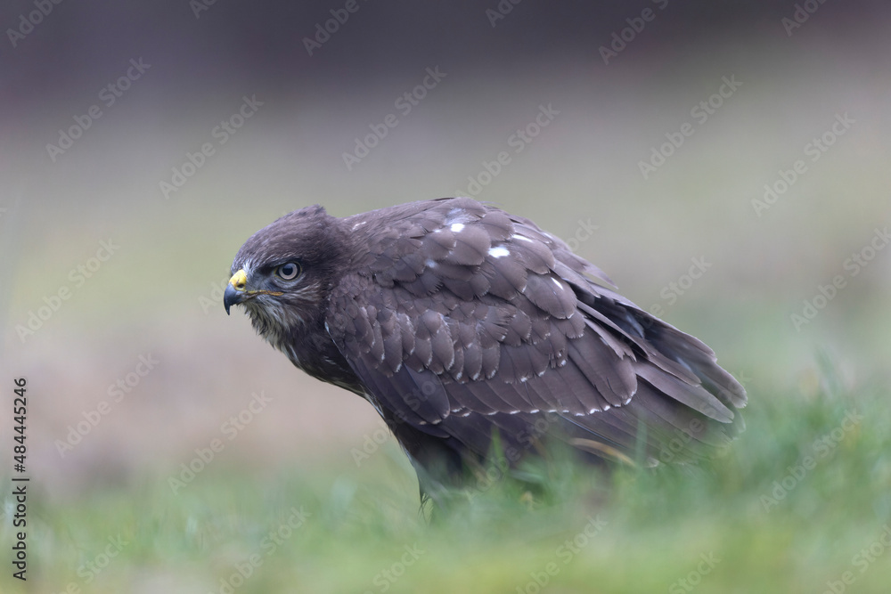 Common Buzzard Buteo buteo in close view Common Buzzard Buteo buteo in close view