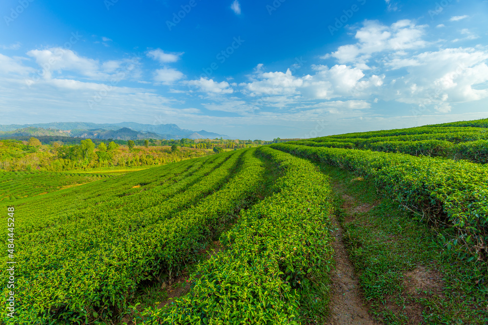 Green tea field in morning