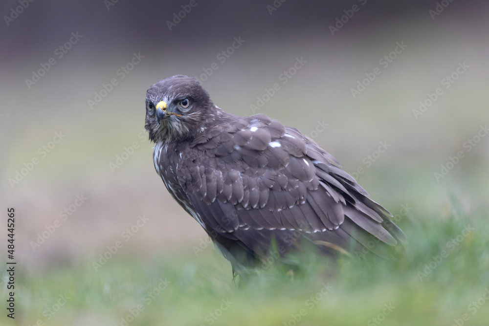 Common Buzzard Buteo buteo in close view Common Buzzard Buteo buteo in close view