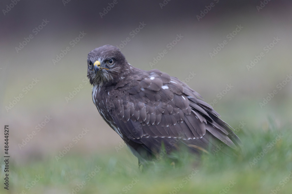 Common Buzzard Buteo buteo in close view Common Buzzard Buteo buteo in close view