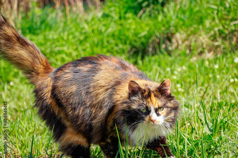 Fototapeta premium Fluffy domestic cat walks on the spring grass. Pet for the first time in nature.