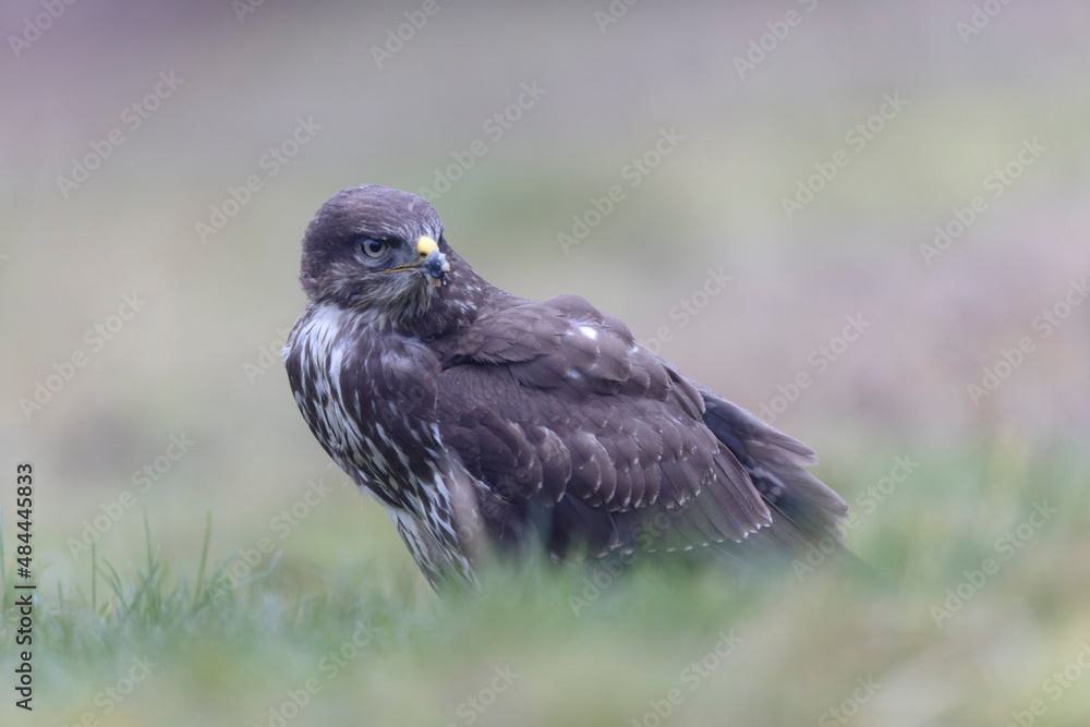 Common Buzzard Buteo buteo in close view Common Buzzard Buteo buteo in close view