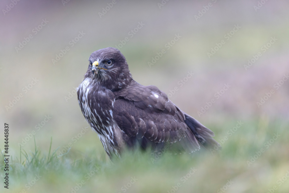 Common Buzzard Buteo buteo in close view Common Buzzard Buteo buteo in close view