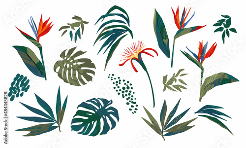 Vector illustrations of tropical leaves. Clipart, isolated elements.